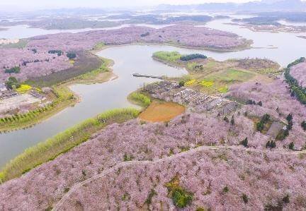 正是樱花绽放的季节。平坝农场的樱花也将盛开，山水围绕，半岛上有一团团、一簇簇粉粉