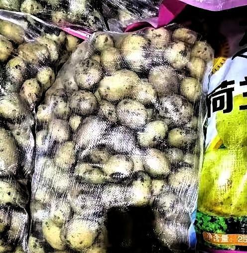 陕西商洛，一司机运输35吨土豆下高速走绿通，谁知收费员在检查完后，认定这些是土豆