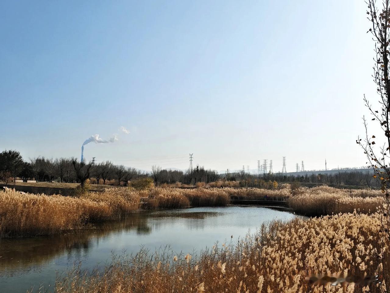 以前从不知道我们的城市里还有这么大一片湿地。乌鲁木齐十七户湿地公园在这个秋天闪亮