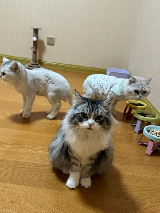 有没有懂的帮我看看，我家猫会不会吃太多了？