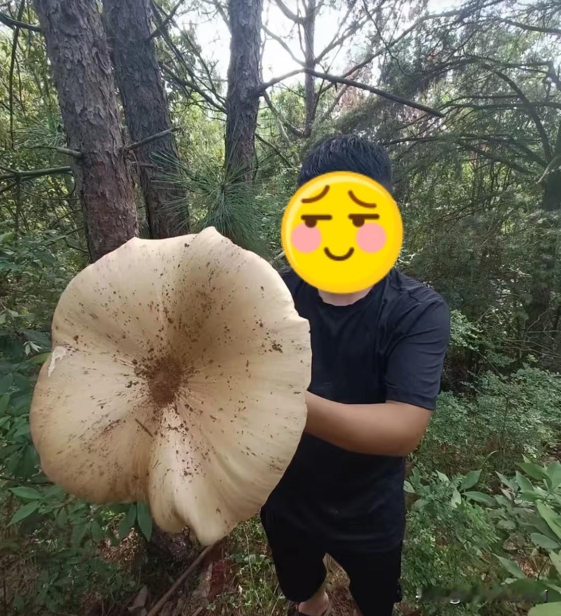 友友们，
这是什么菇？