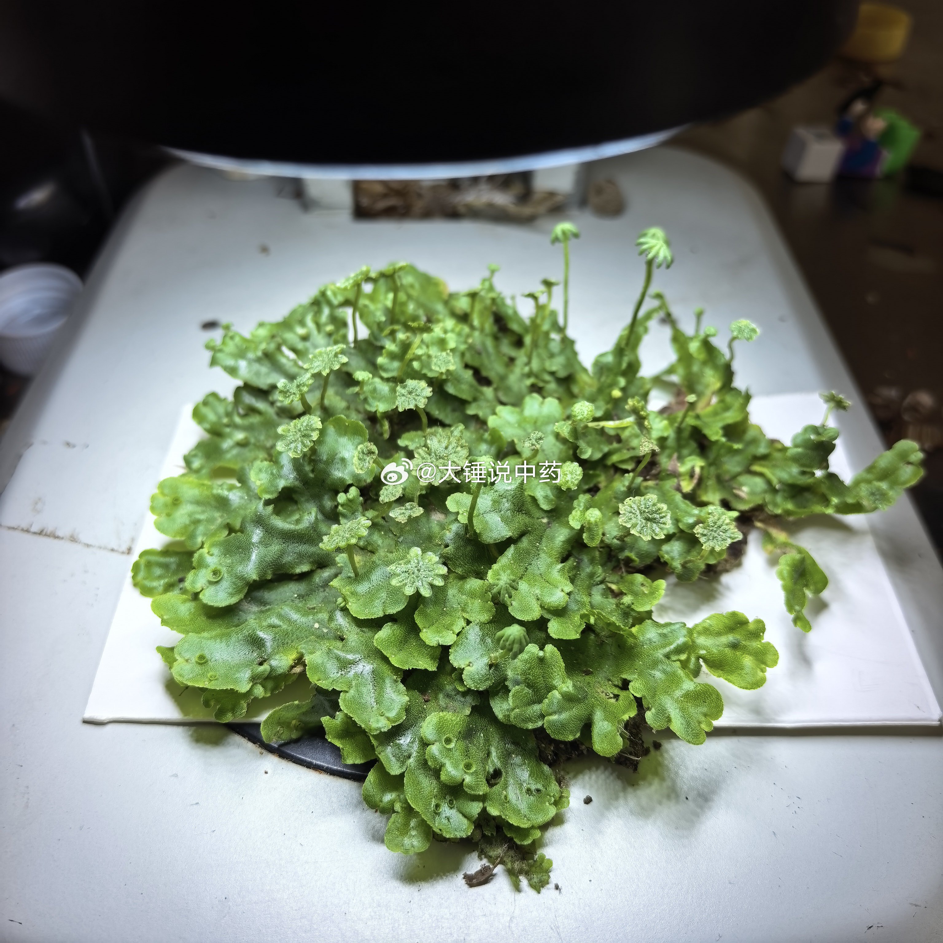 长势良好的一种苔藓植物，可入药，可绿化环境，可观赏。今天重点观察一下，并鉴定具体