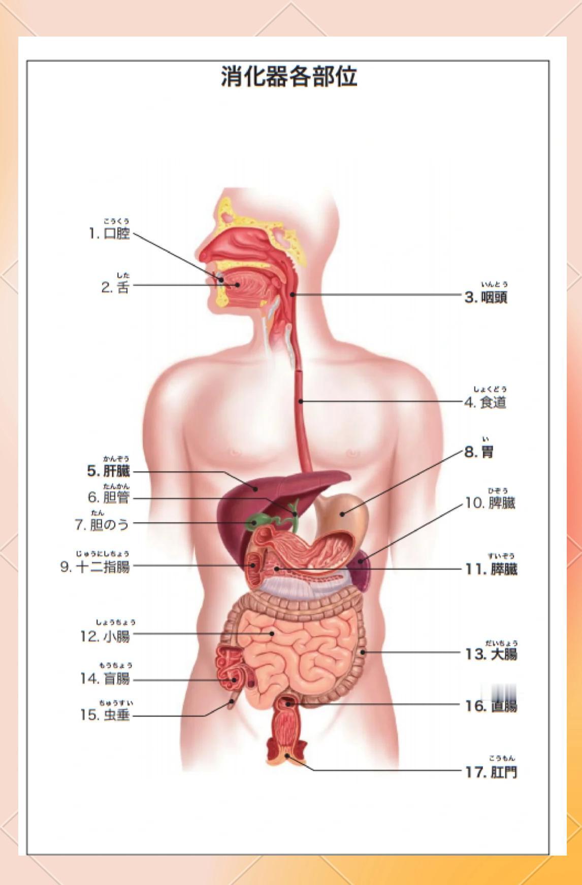 肿瘤科医生说：人别当容器，要当河道。
人就是根管子，嘴巴进肛门出。身体不是来存储