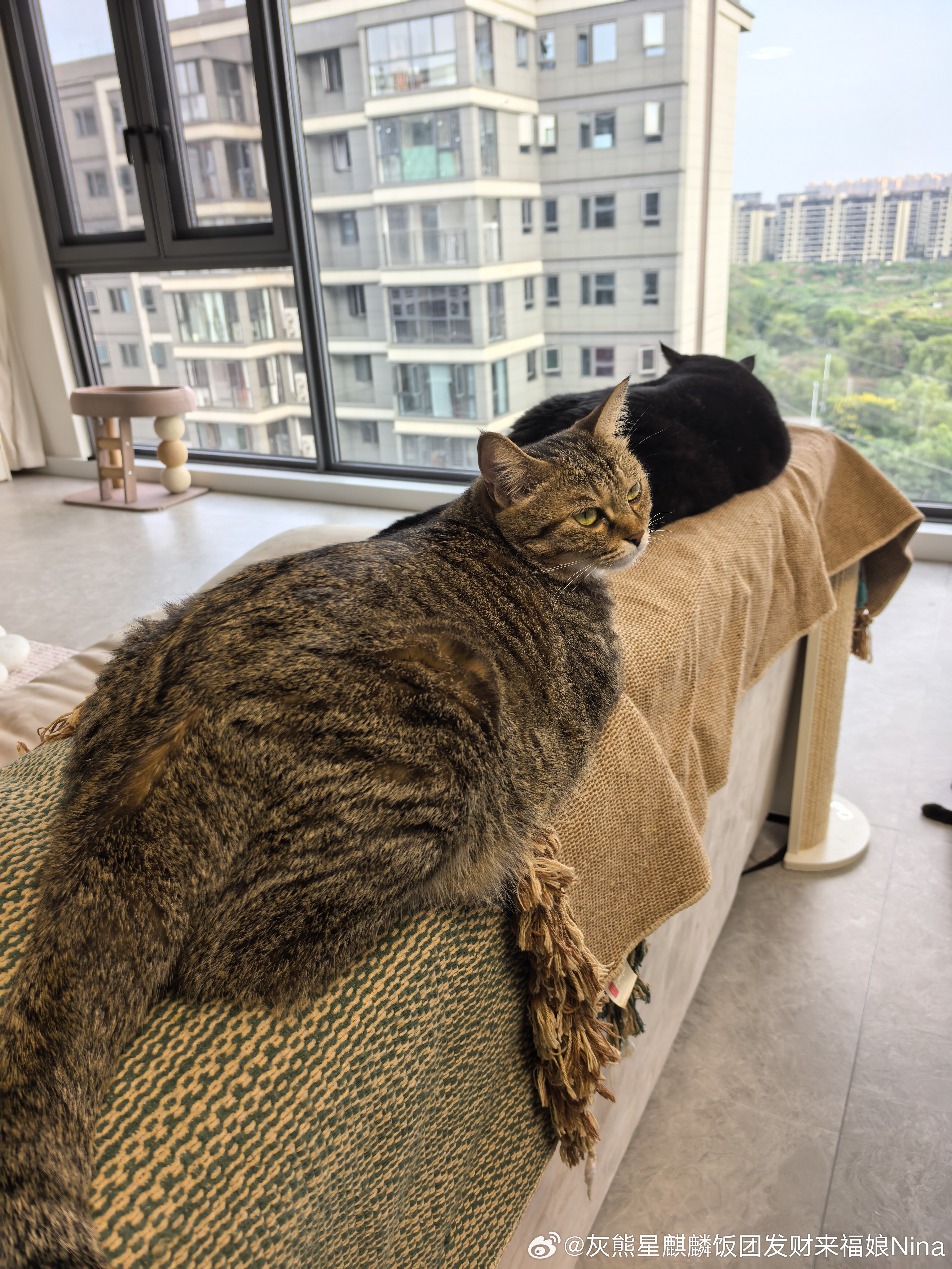 一堆猫猫来福是只小狸花星宝宝宝宝妮娜家的发财啊