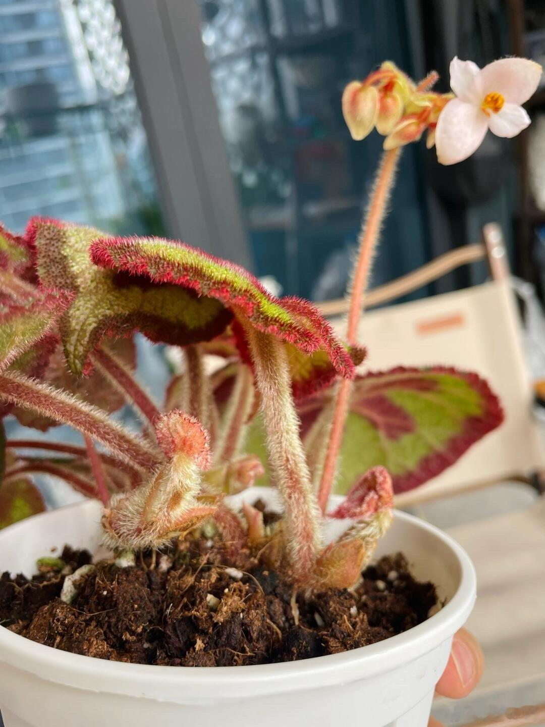 秋海棠能有多少种样子 没想到一口血秋海棠还是民间常用草药，从药材里的无名草到被科