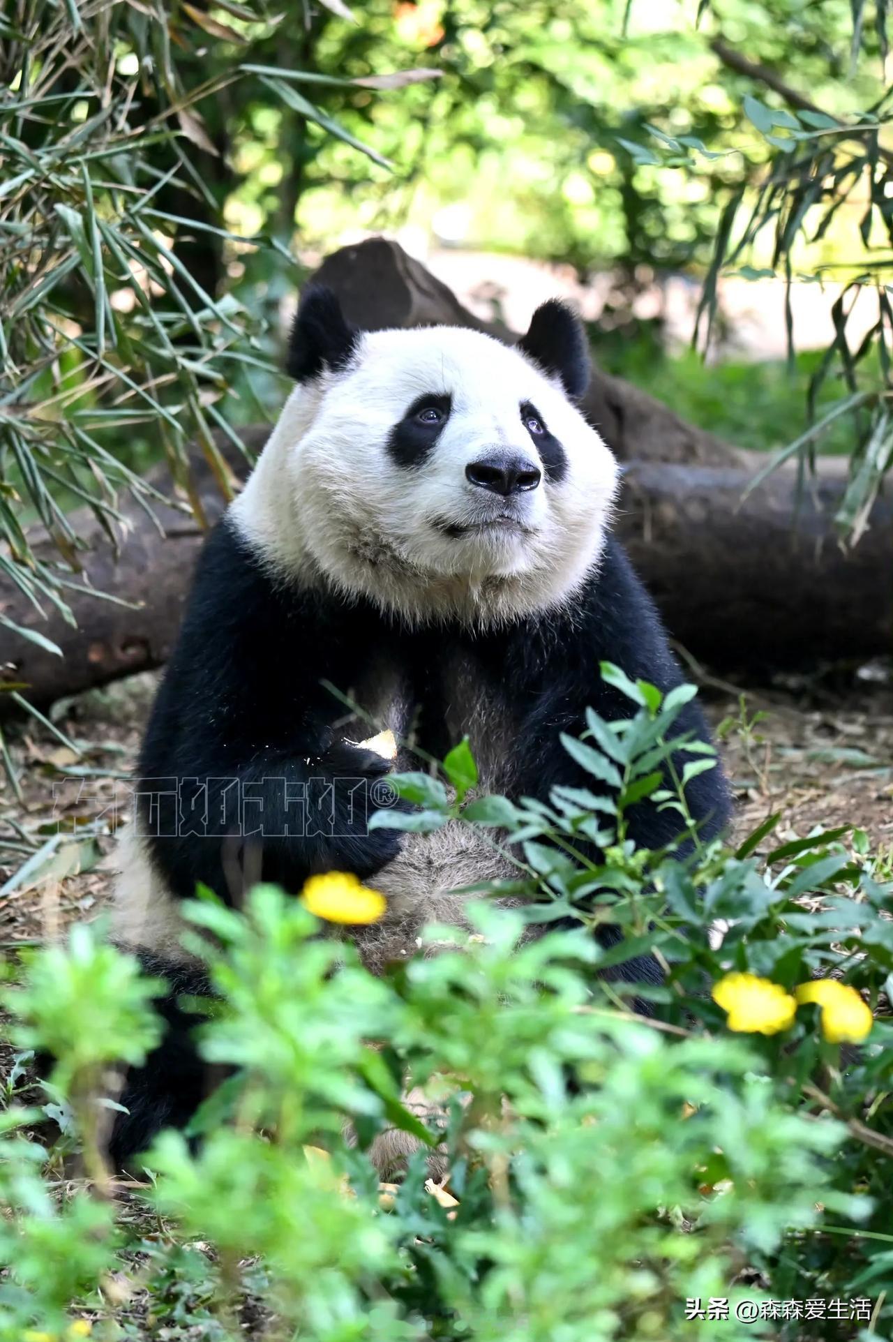 我以为是谁，打开一看是和叶，这憨憨的大妞。

作为一个熊猫，虽然在姐姐花花的光环