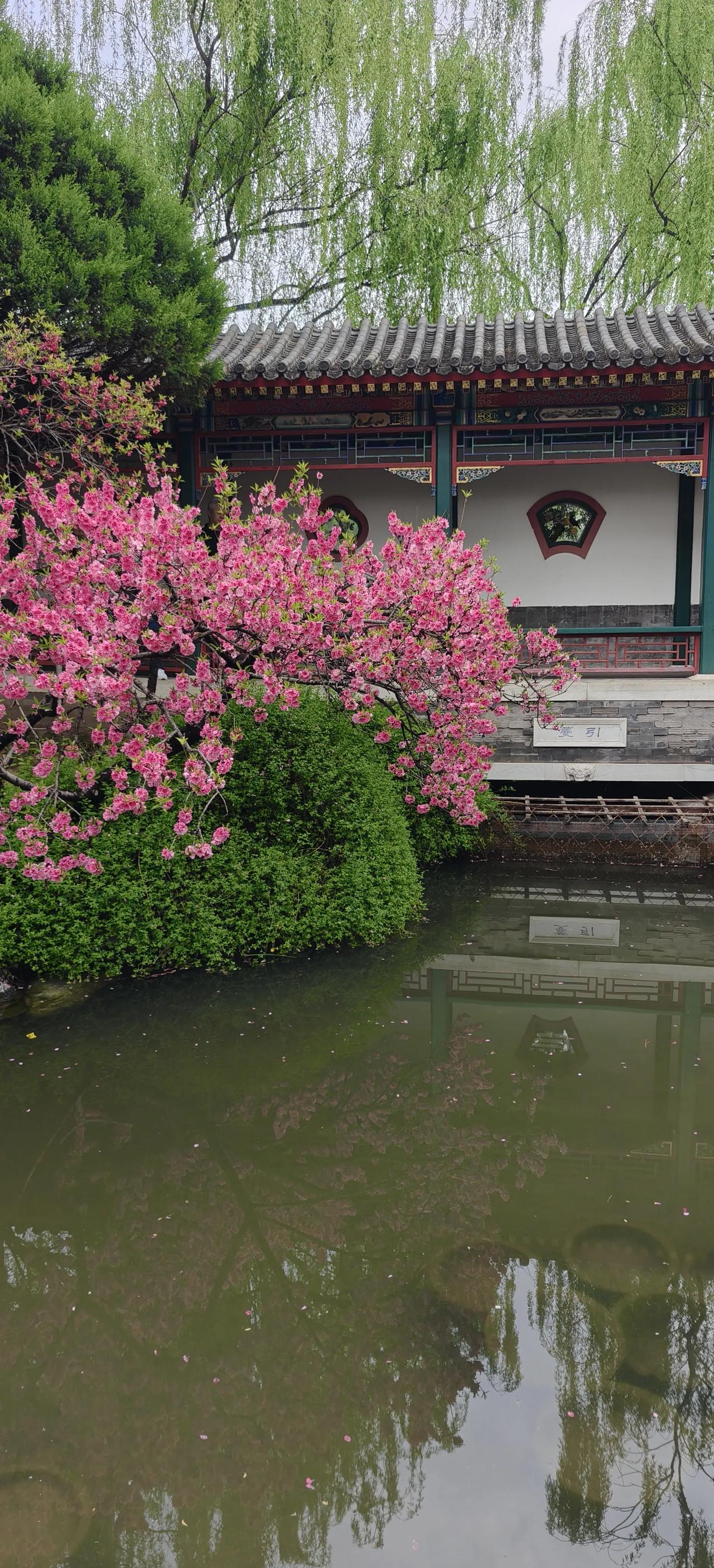 ，什么花都行春日公园里满树樱花悄然绽放，粉白花瓣层层叠叠，微风一吹便簌簌飘落，铺