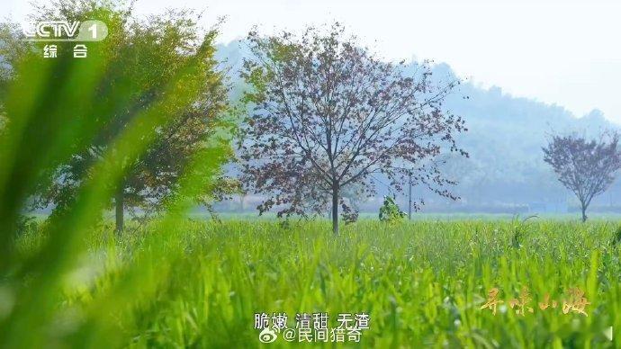 茭白居然和大米是亲戚 这份冷知识直接刷新认知！茭白与大米是禾本科亲戚，菰从古代六