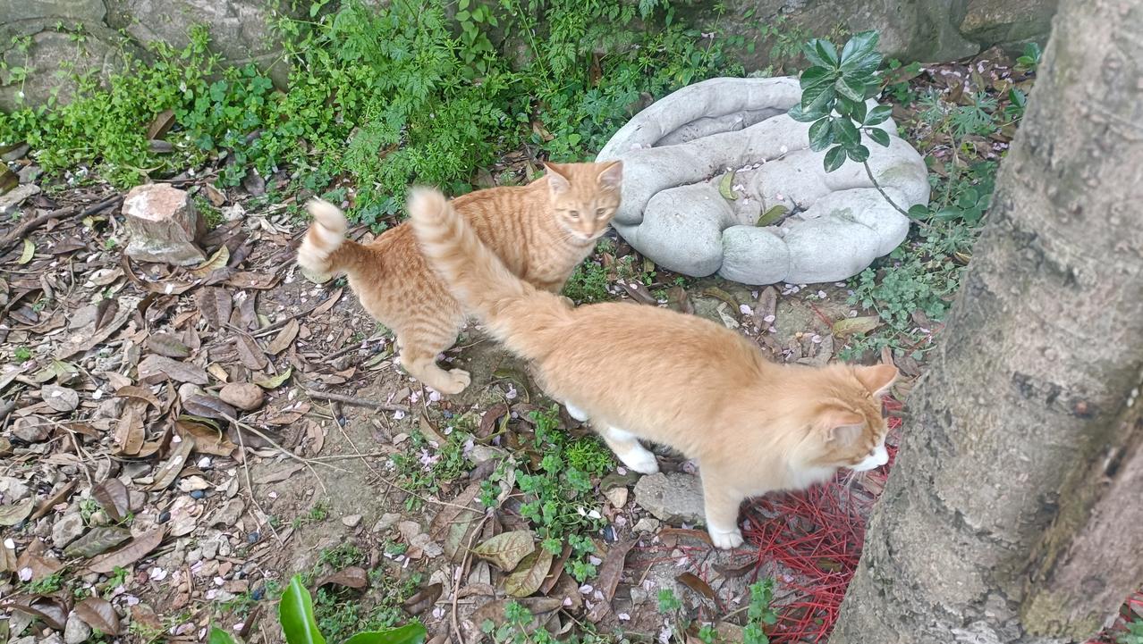 四只小猫真是越玩越野，居然也跑到垃圾站去玩了。精力旺盛，一夜未归，中午还在外面疯