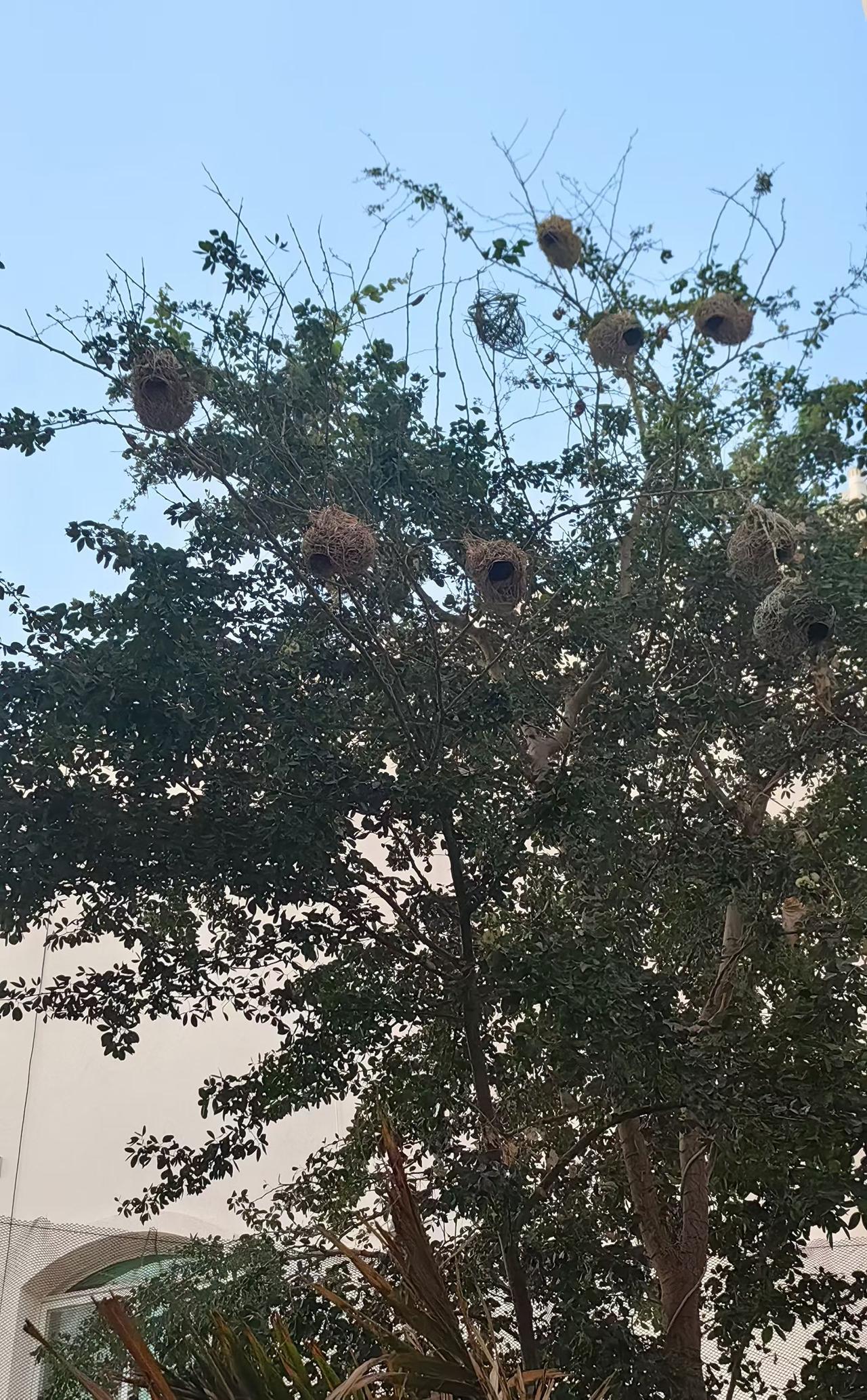 种菜
你说这死鸟气人不
以前这棵树上只有2个鸟窝
​现在变成了8个
​我种的菜一