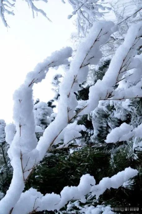 雪花纷纷，冰天雪地。心若丰盈，孤而不独