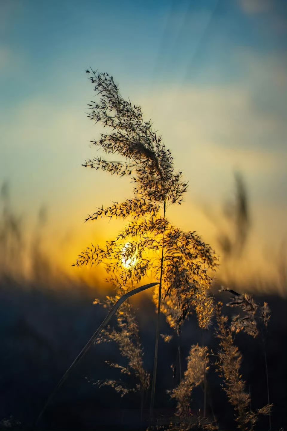 落日余晖映晚霞,一抹夕阳美如画。 ​​​