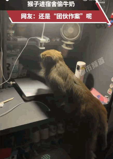 笑不活了！贵州，一只猴子大摇大摆闯入女生宿舍，完全无视屋内的众人，熟门熟路地直奔