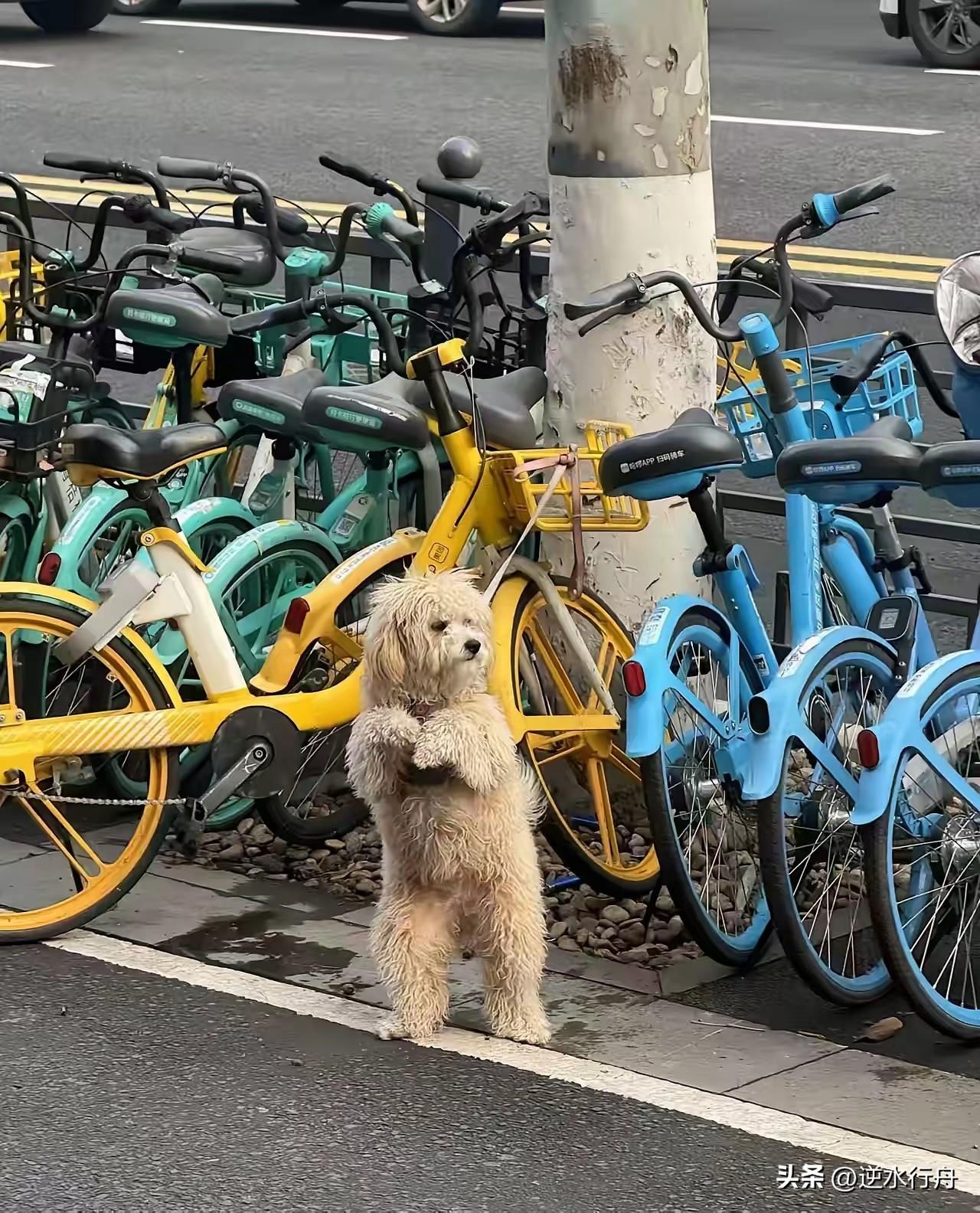 早上看到一只小狗站在路边作揖求救却一直没人理会。它一直没有放弃人立着拱着双爪想人