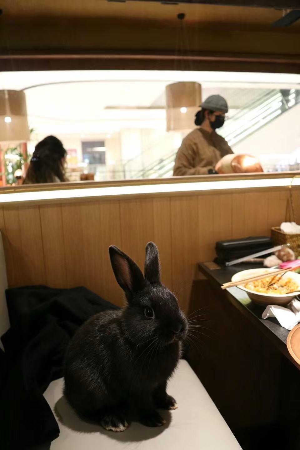 小兔子来的