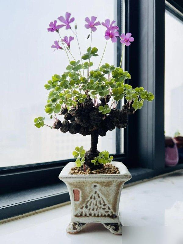 浙江一女子把“野草”当花养9年,枝繁叶茂成桩景,也太高级了吧~
阳台上那株酢浆草