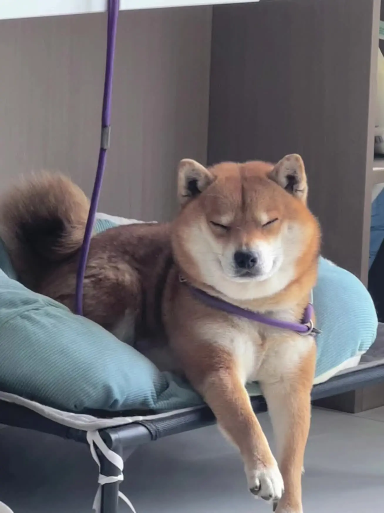 乡下回来的狗，些许潦草