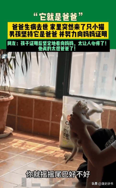 破防了！河南男孩梦见爸爸变小猫，第二天小猫真的上门，一幕看哭众人

河南一对母子