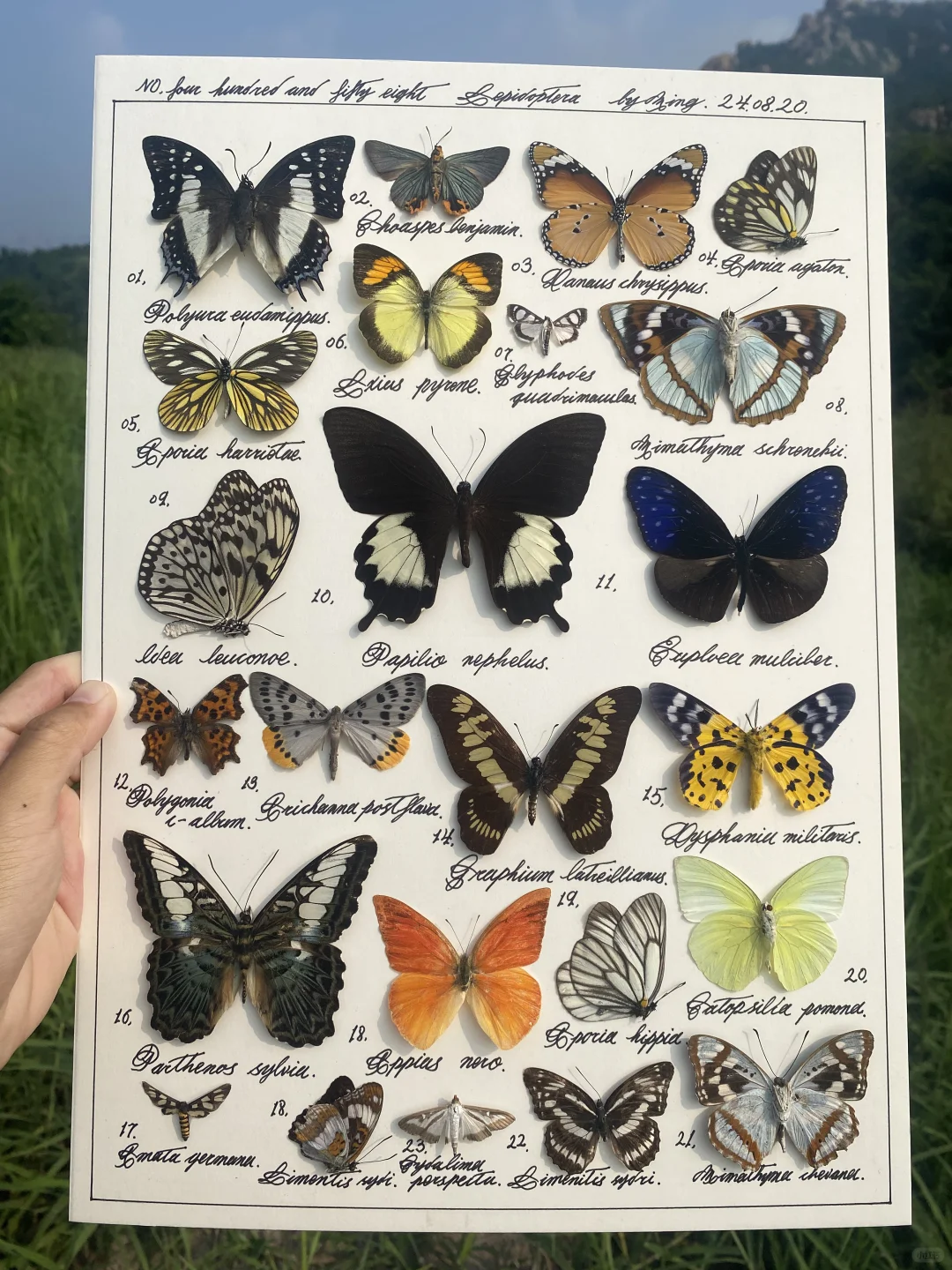 在我心里 最亮眼的是5号蝴蝶