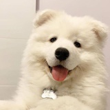 薛婧最爱汽车