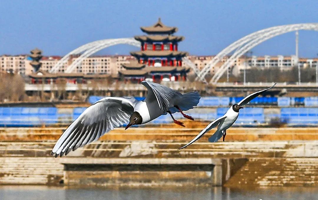 清晨与晌午时分，阳光洒落，讨赖河水面波光粼粼。成群候鸟悠然游弋、戏水觅食，岸边游