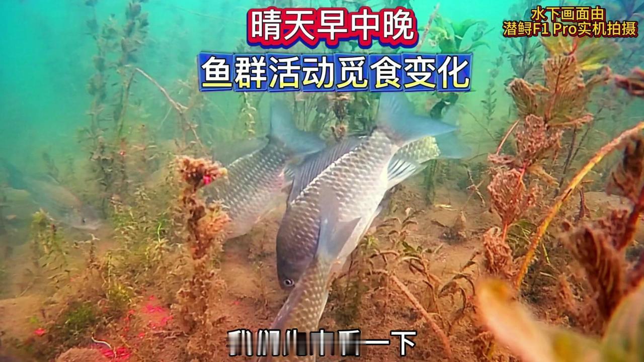 🌞春钓鲫鱼遇到持续晴好的升温天，鱼是否好钓？了解早中晚三个时间段的鱼群活动觅食