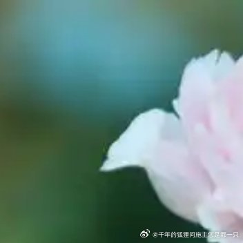 牡丹花的种植方法一、准备：在种植牡丹之前要选好种植地，使用的土壤十分重要，若使用