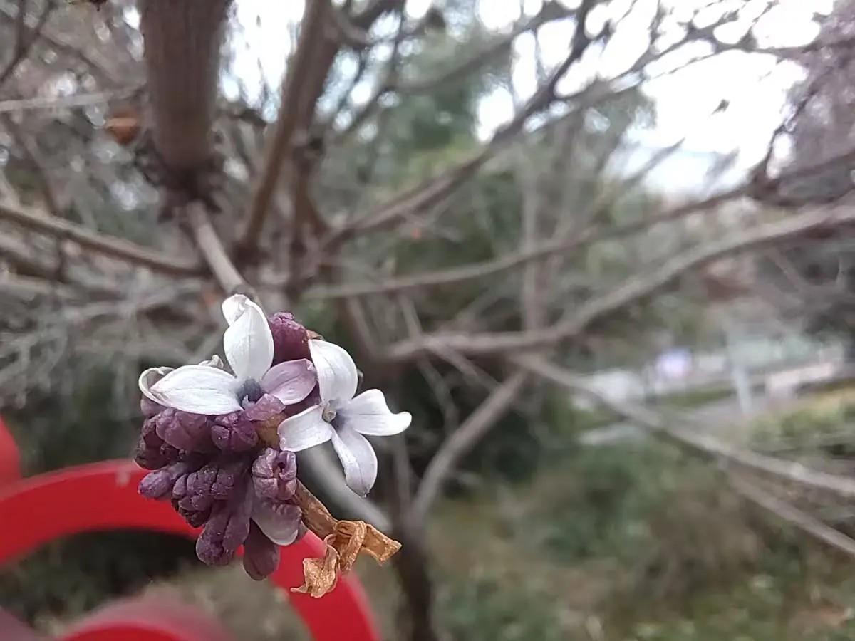 期待春天的到来。
鸟语花香山清水秀。