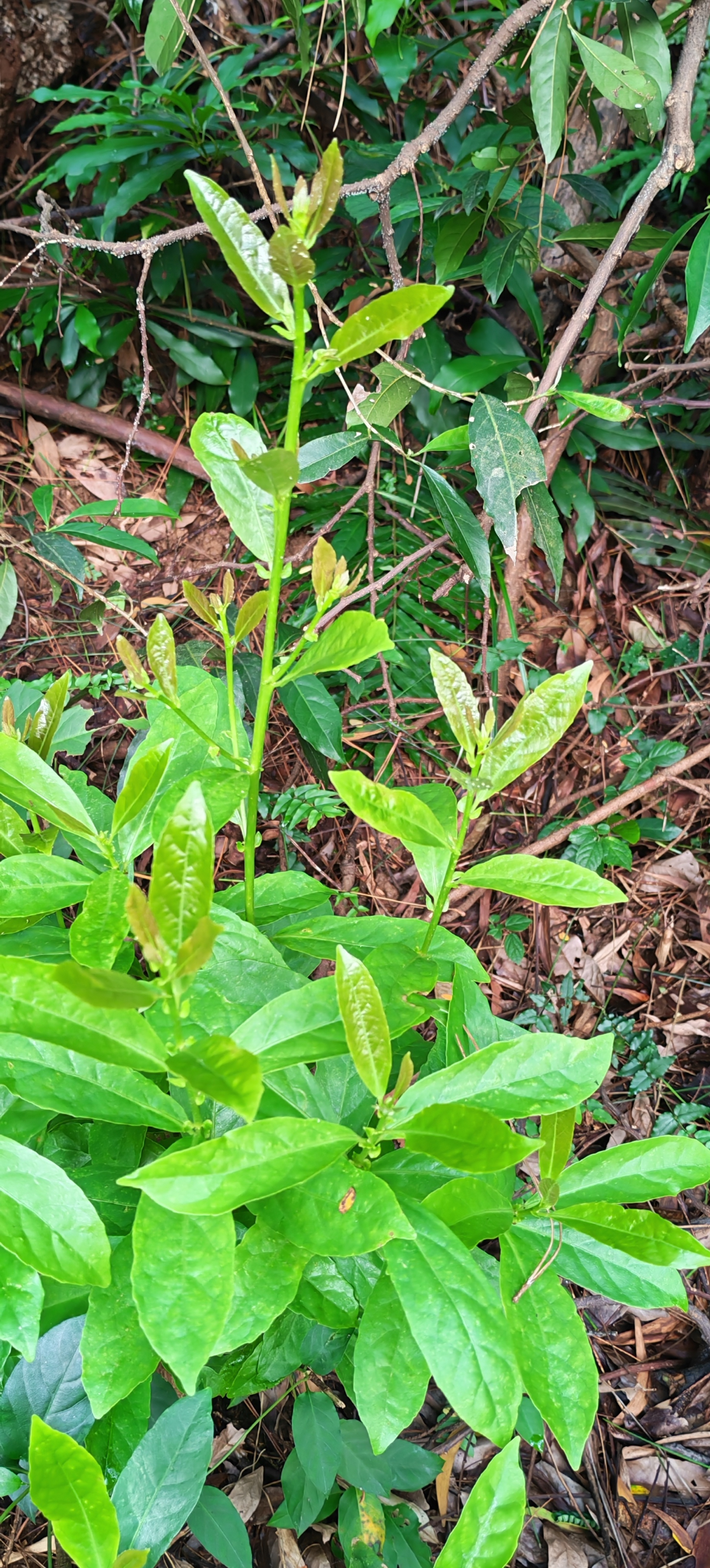 山野绿意盎然，新芽向阳生长。迎着清晨微风，开启清爽的一天，早安🌿 