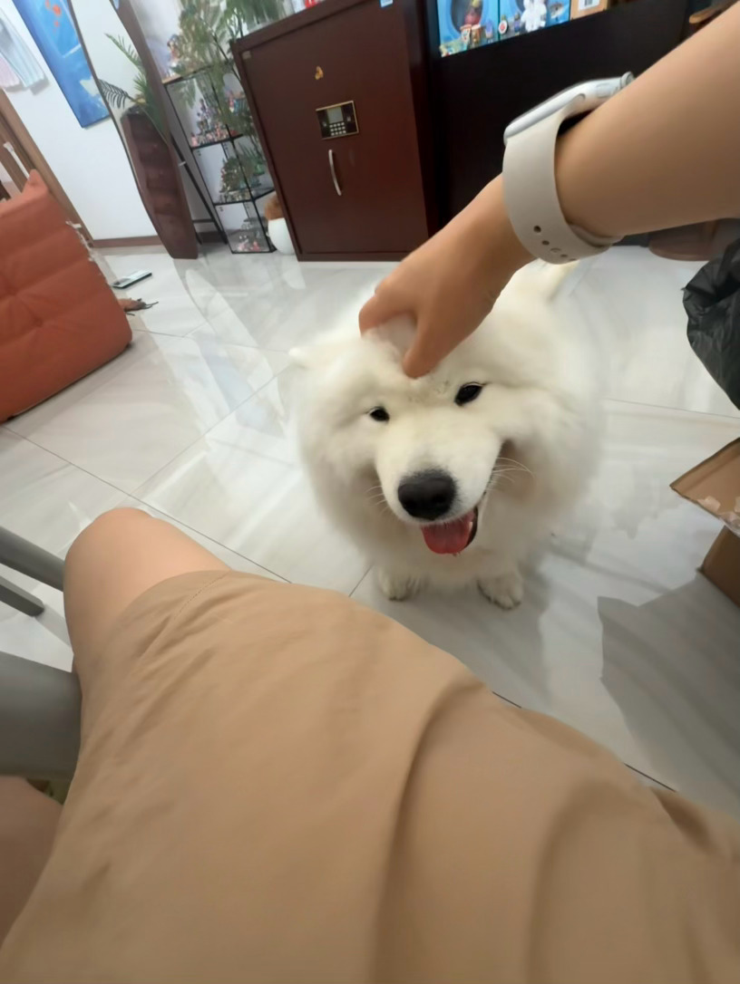 吃白粽子蘸糖的先准备好！！咸蛋黄肉粽还在睡觉 