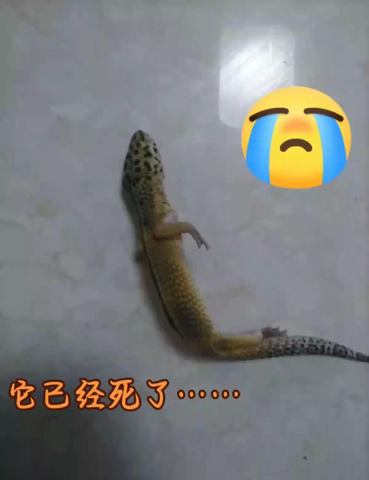 我没能照顾好它……😔。