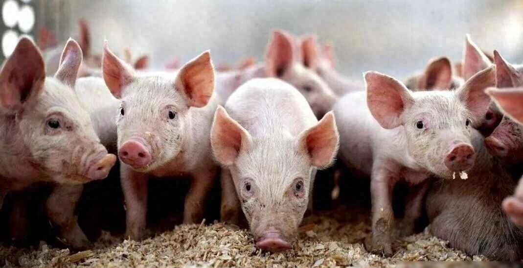 第一财经：春节后国内猪价持续阴跌，3月16日现货报10.29元/公斤，创近七年新