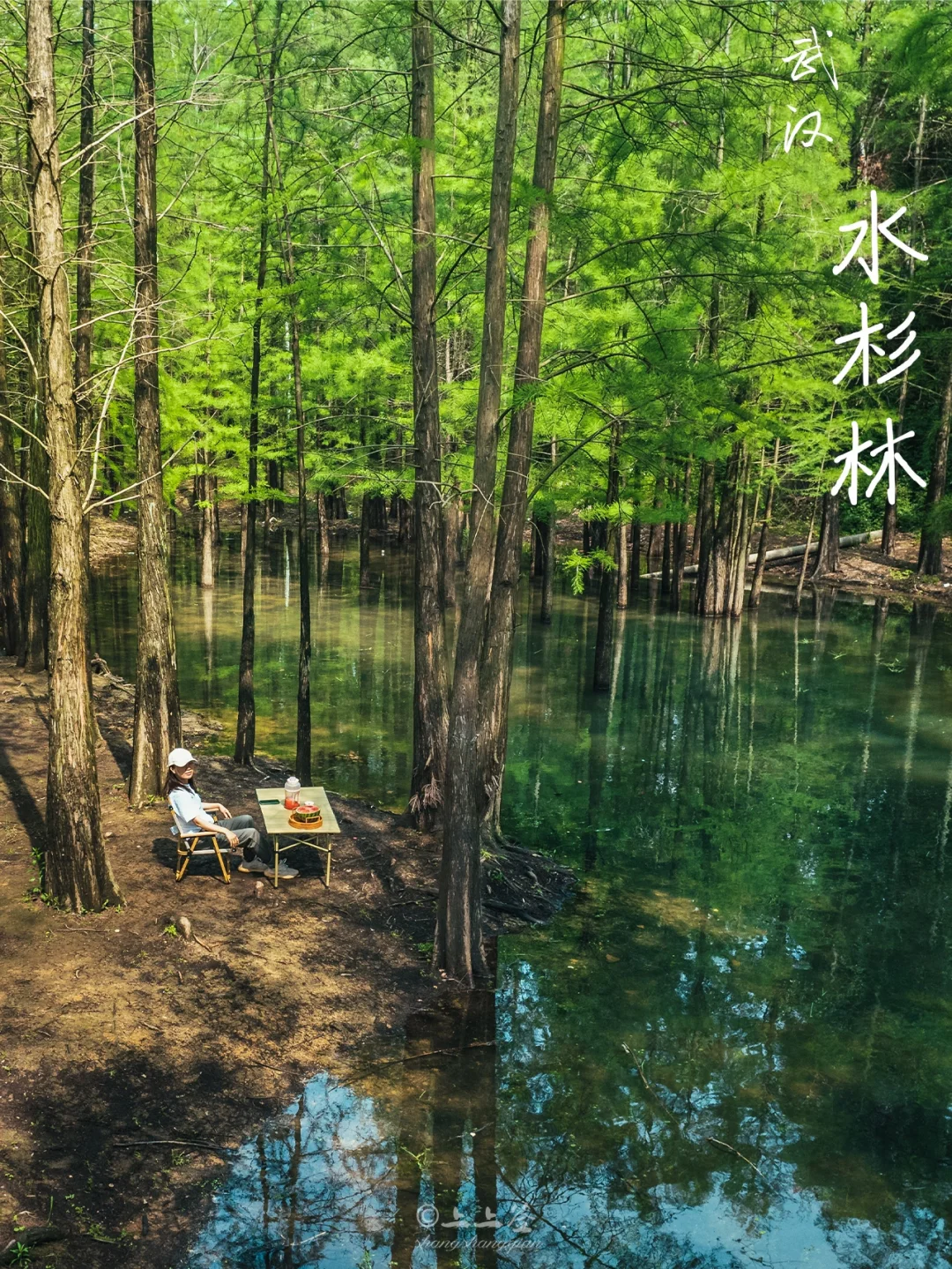 武汉春日的水杉秘境，也太绿野仙踪了🍃