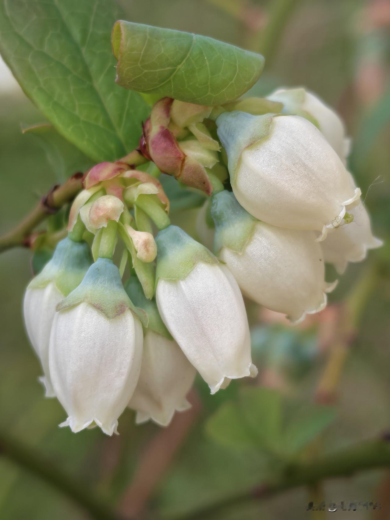 原来蓝莓花长这样的，像一个个倒挂着的小铃铛，簇生在枝条上，一簇簇的。

白色或淡
