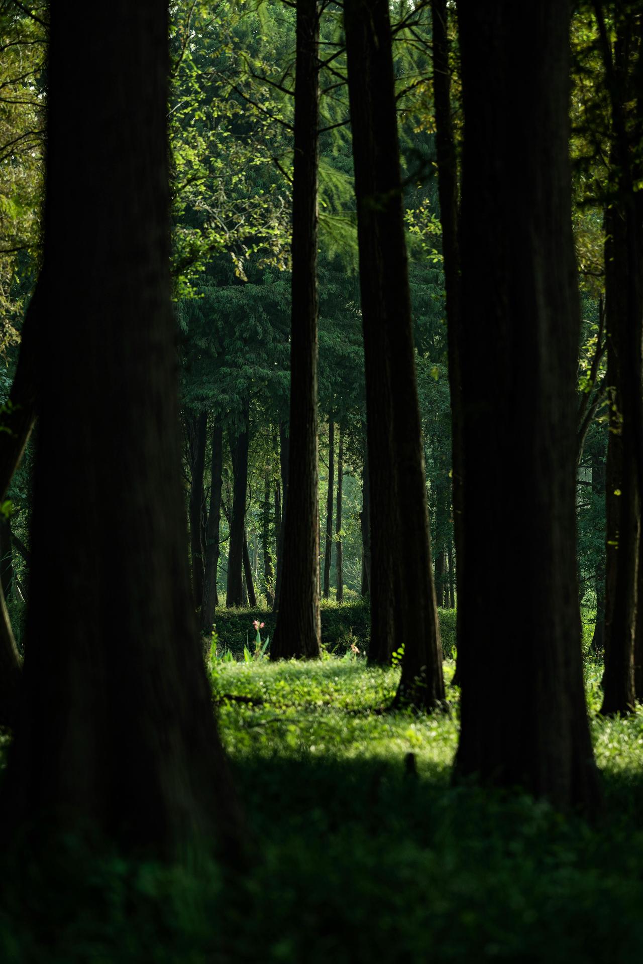 如果你还在为某件事生气，建议你听听这句话——

一位禅修很喜欢兰花。他在寺内周围