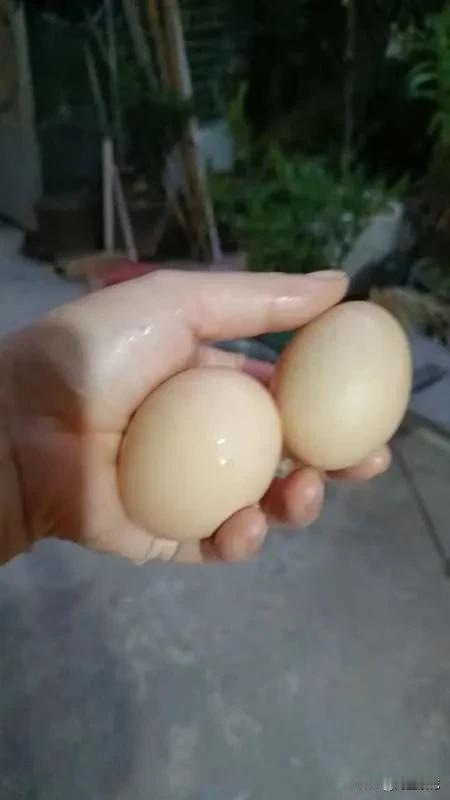鸡蛋是生活中经常用到的一种食材，鸡蛋经济实惠，还营养丰富。
我们家在楼顶养了几只