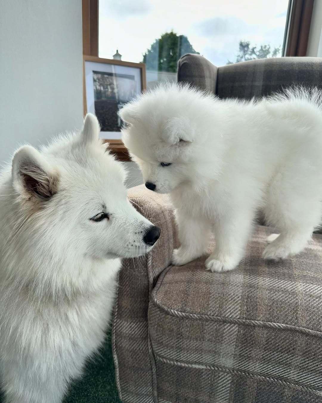 小耶耶：哥哥，你为什么跟妈妈说那个拖哈是我咬碎的？ 