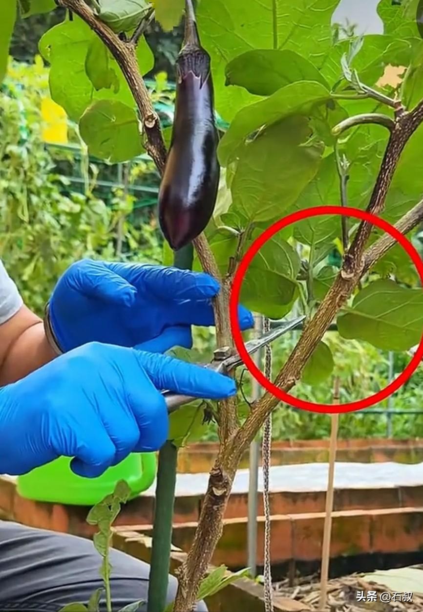 三伏天茄子不挂果？做好复剪，采摘吃到霜降
 
进入三伏天持续高温，茄子老枝条老化