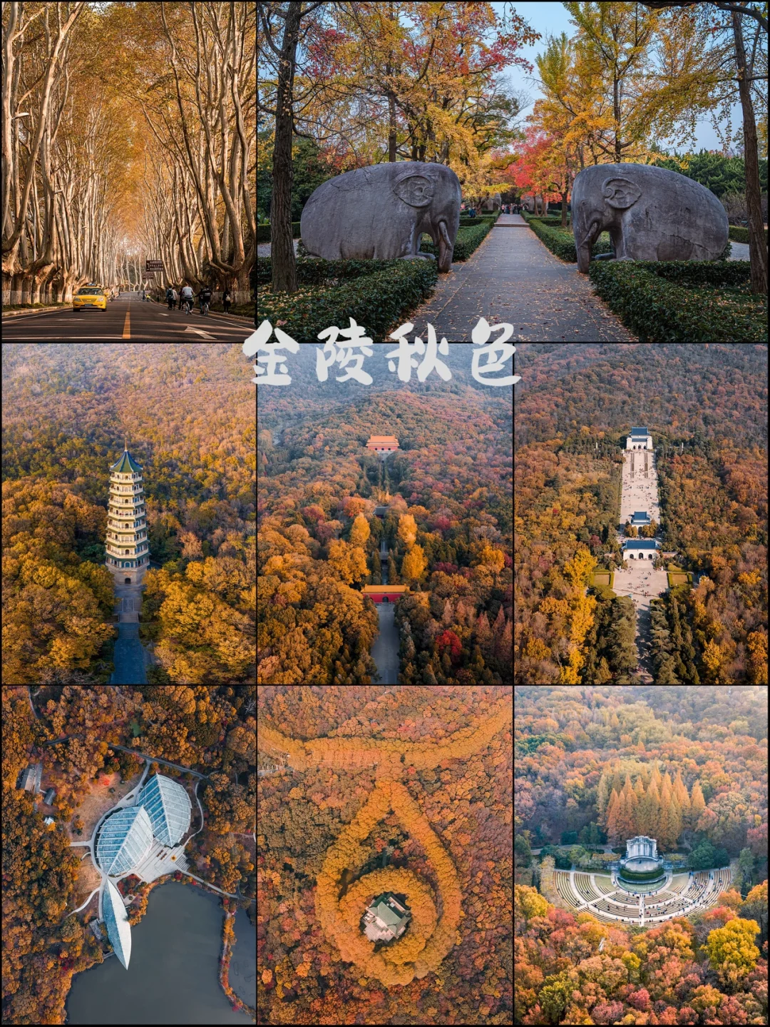 南京秋色｜每到秋天，南京就美成了金陵