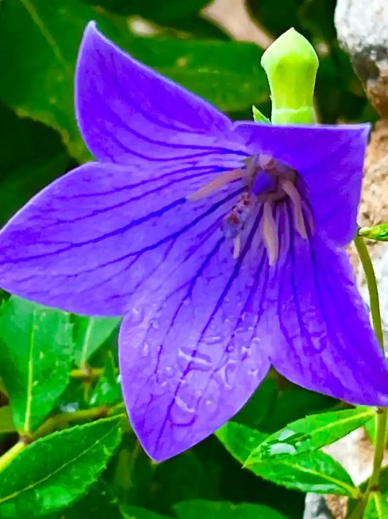 对联飞花令 蓝包子(桔梗)
出句:歪梗硬撑天一角
