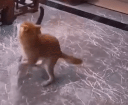 猫：我专治花里胡哨