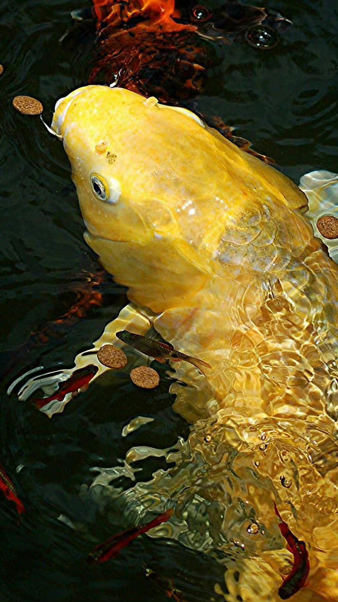 晚上刷到不要无视，真的灵，一切都会有好的转机[锦鲤附体] ​​​