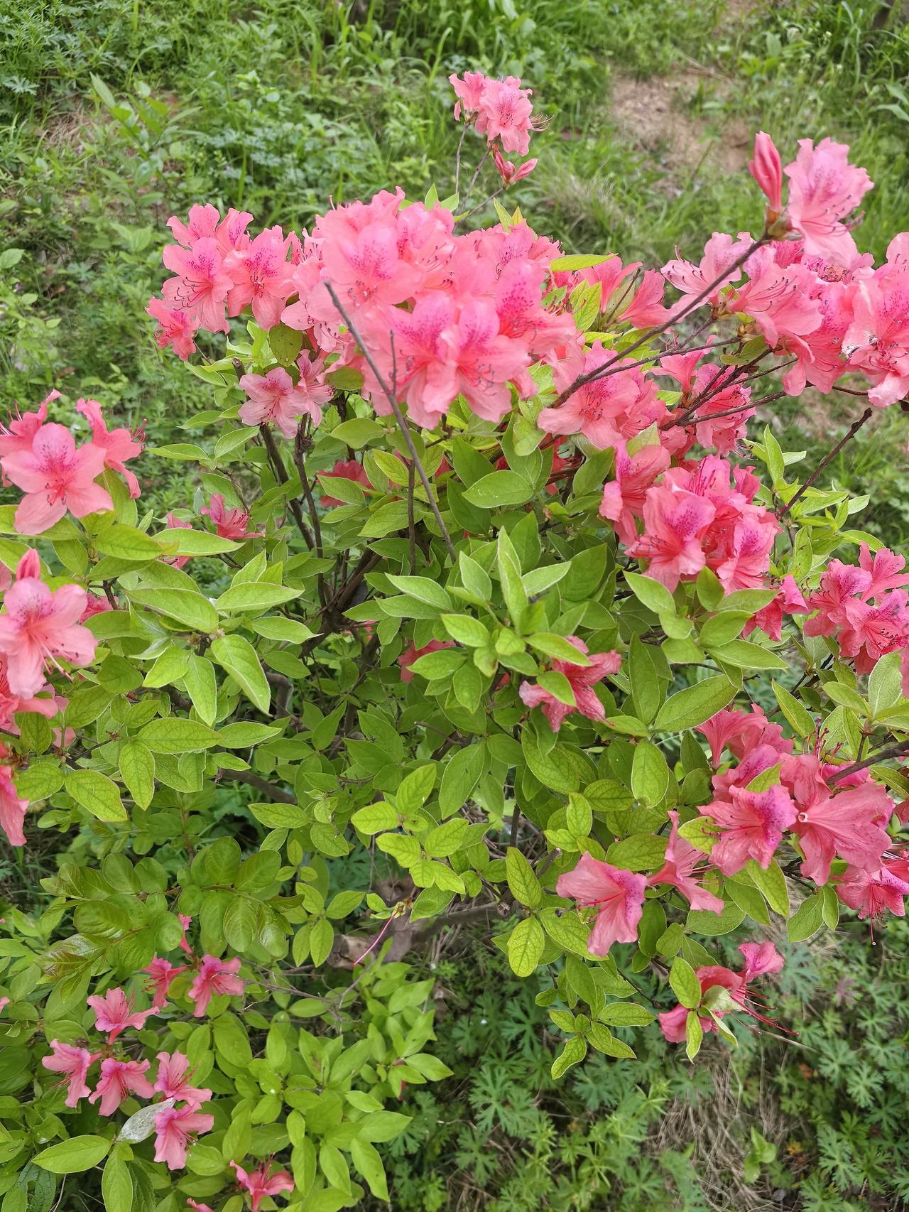 分享一张你相册的拍的花