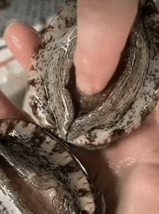 老公叫我去菜市场买点这玩意回来，
结果是这样的，
商家太坏了，居然装这么多水在里