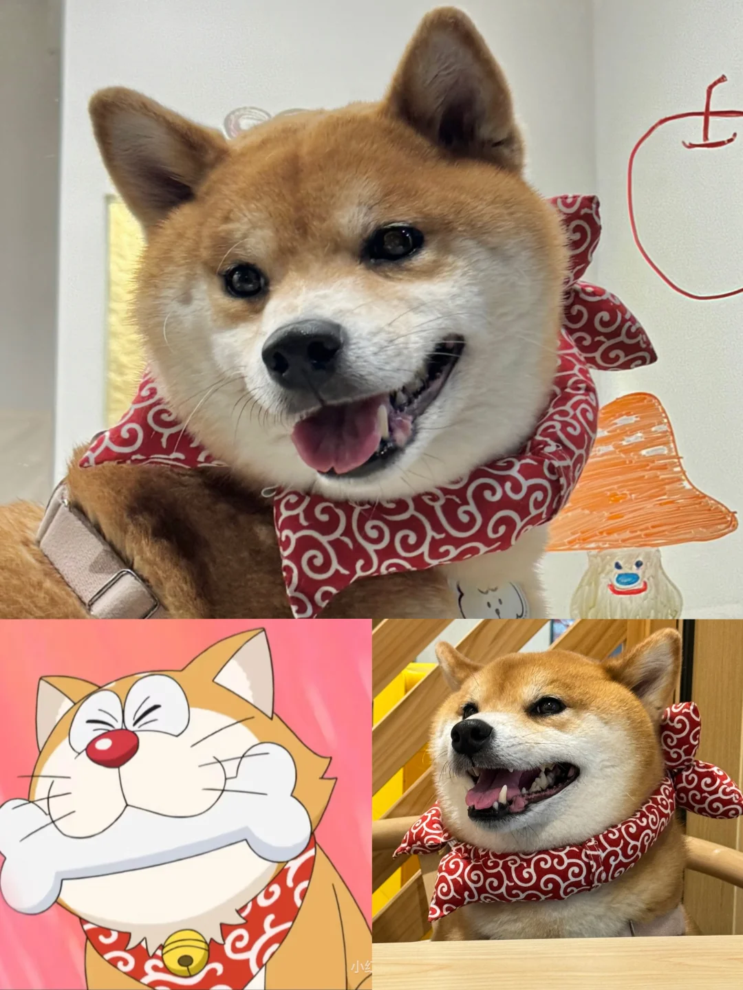 多拉柴本柴？！