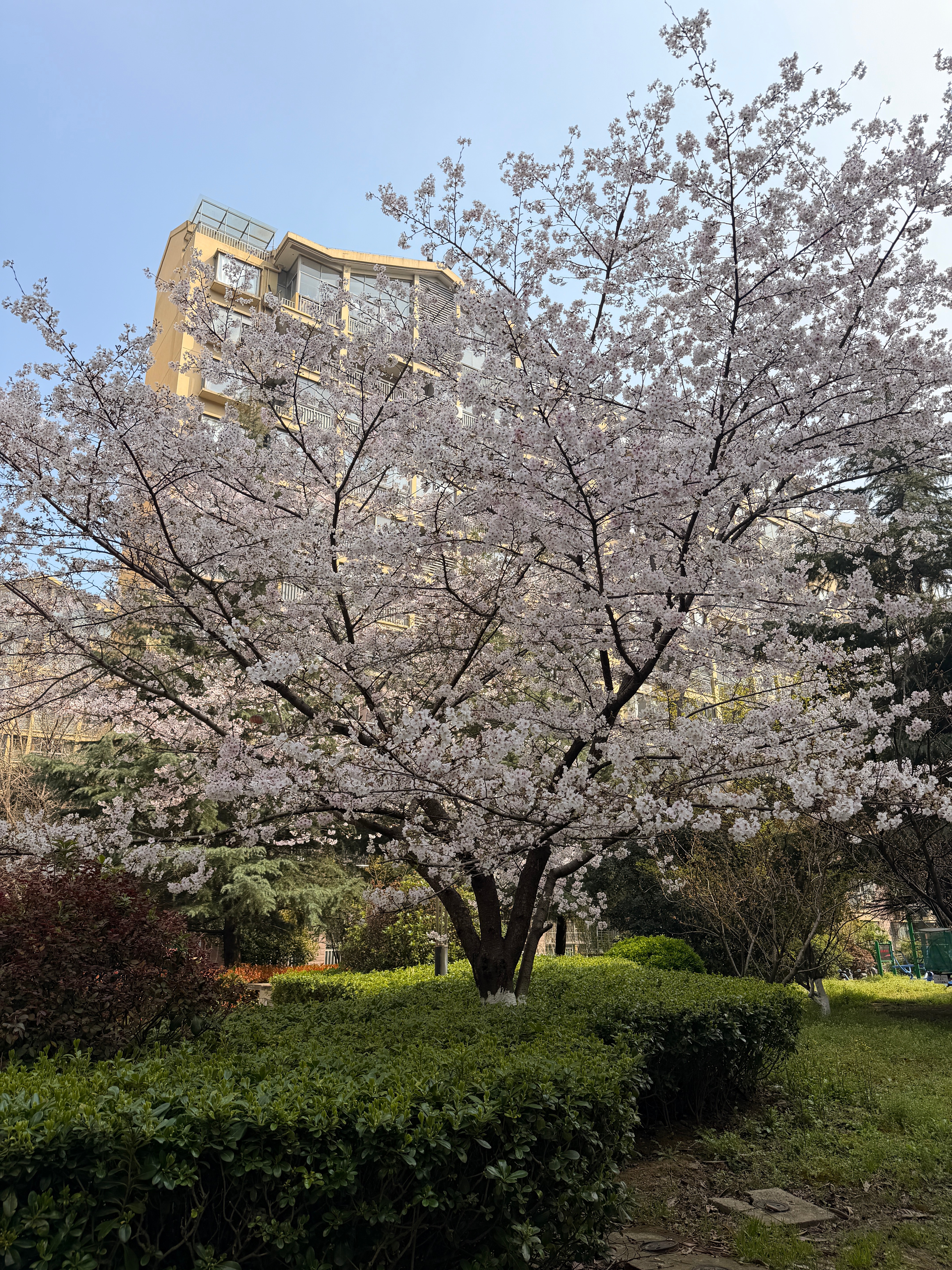 春天  适合以身相许适合撒下弥天大谎说千里万里  我都随你去🌸 合肥