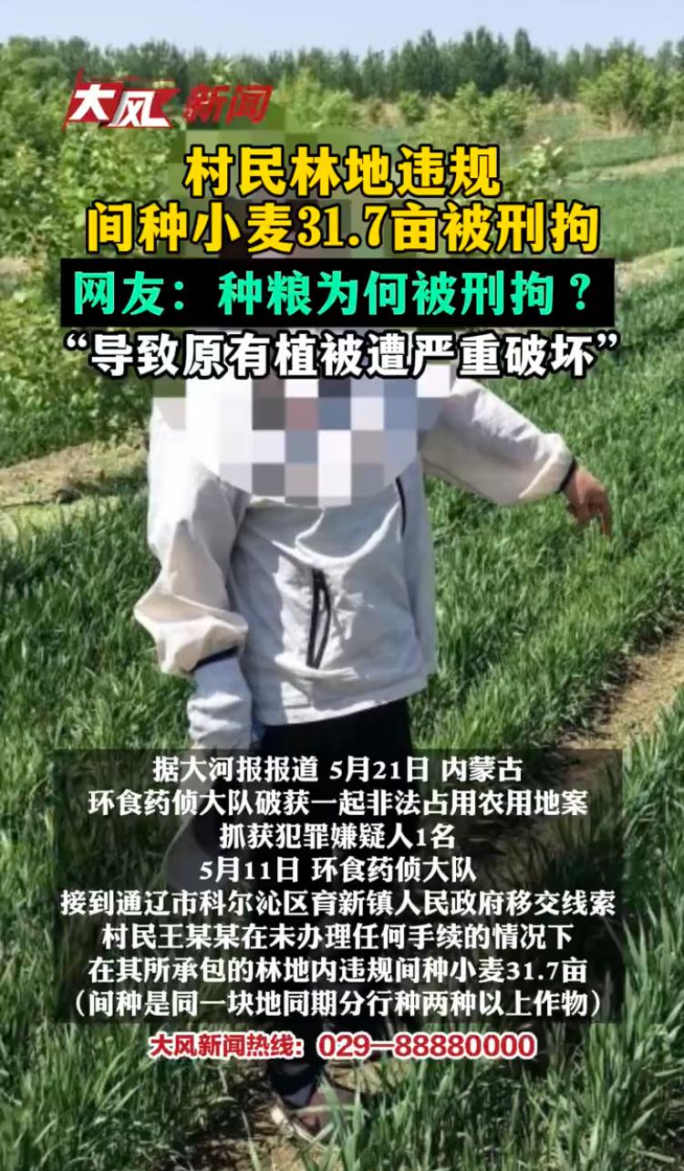 内蒙古一个农民开荒31.7亩草地种小麦，被刑事拘留。

这让我想起蔡国强烟花秀，