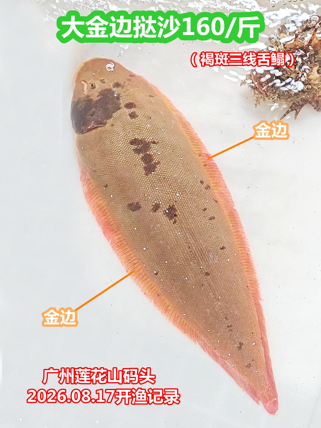 开渔记录：鱼王——大金边挞沙，广州莲花山码头

这条金边挞沙的“金边”非常明显，