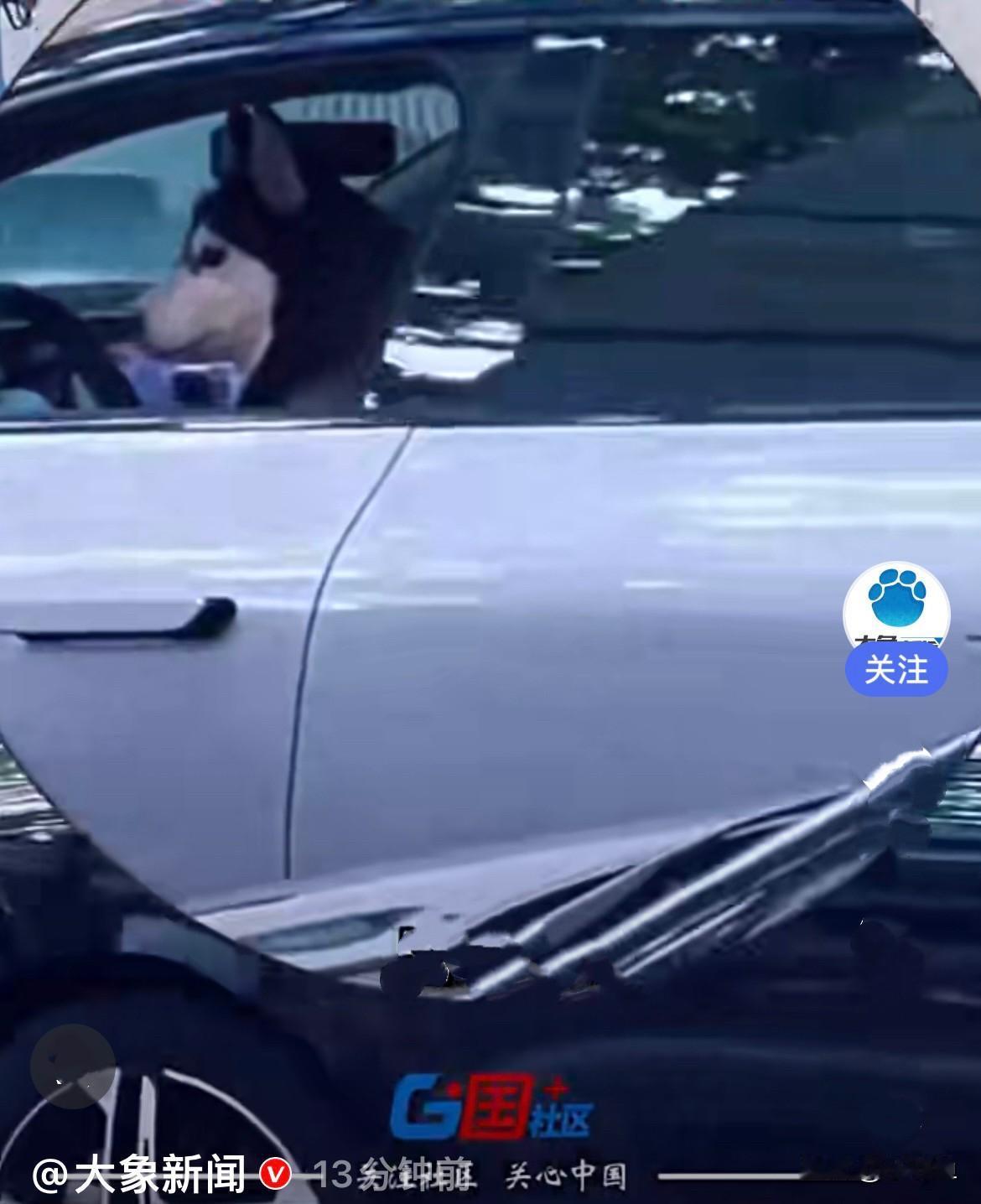 狗也会开车了，把路人都看懵了……
近日，上海街头离谱一幕引来路人围观，当事女子石
