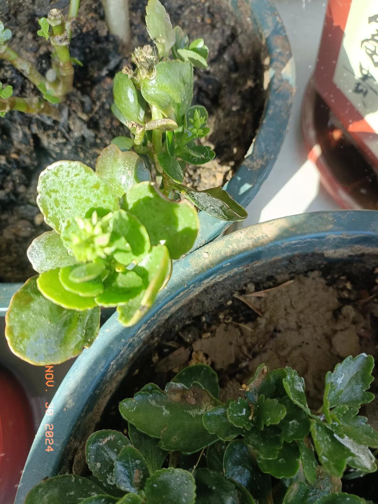 我的长寿花由于总不开花，听了条友们的建议，在上星期天，我给长寿花喷上了一次磷酸二